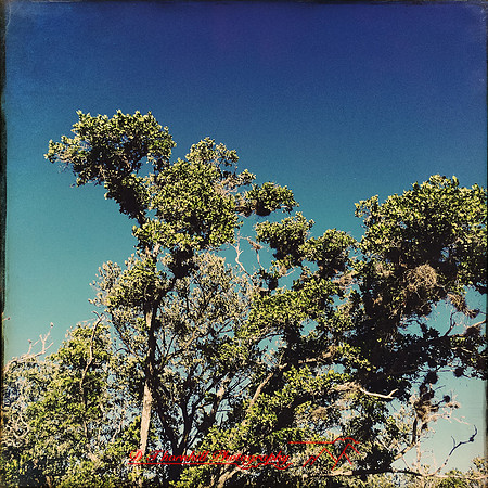 florida-nov-2014-iphone-images-072