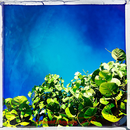 florida-nov-2014-iphone-images-082