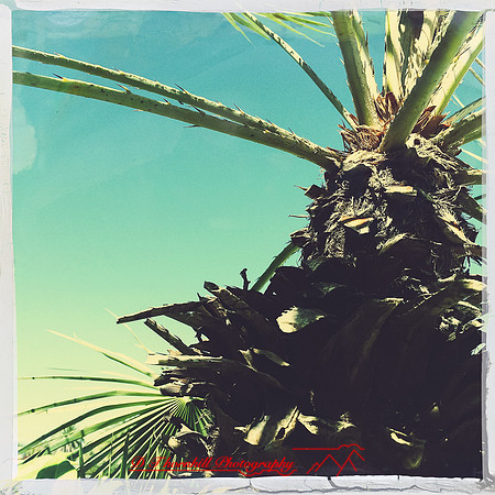 florida-nov-2014-iphone-images-090