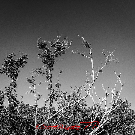 florida-nov-2014-iphone-images-073