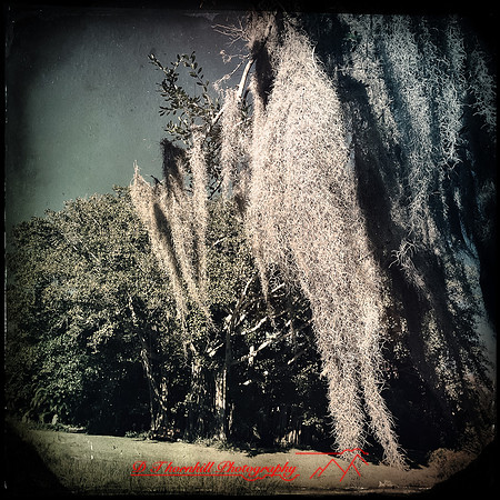 florida-nov-2014-iphone-images-089
