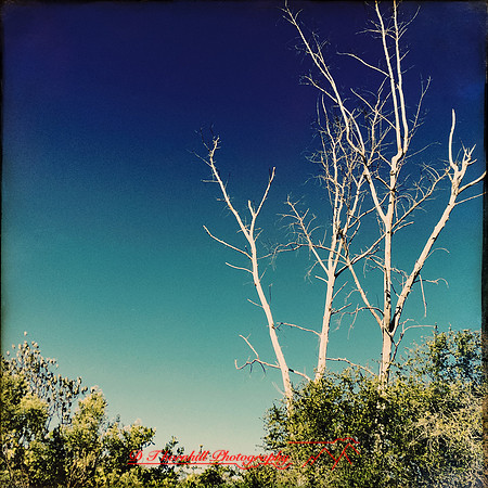 florida-nov-2014-iphone-images-075