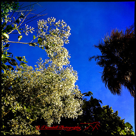 florida-nov-2014-iphone-images-077