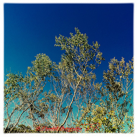 florida-nov-2014-iphone-images-076