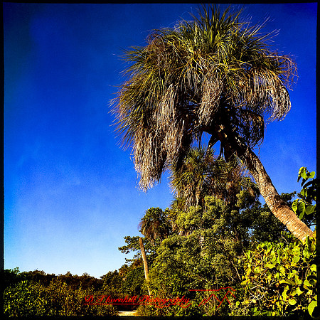 florida-nov-2014-iphone-images-078