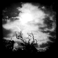 florida-march-2015-iphone-nature-004