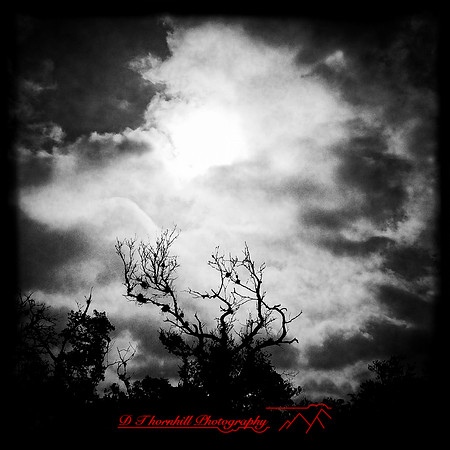 florida-march-2015-iphone-nature-004