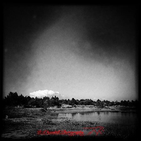 florida-march-2015-iphone-nature-008