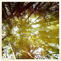 florida-march-2015-iphone-nature-012