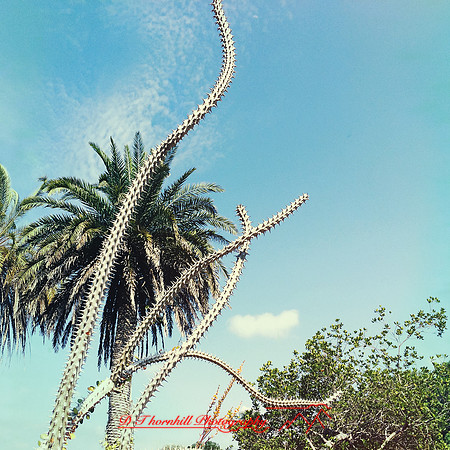 florida-march-2015-iphone-nature-014