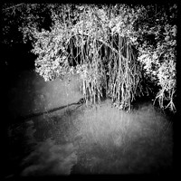 florida-march-2015-iphone-nature-006