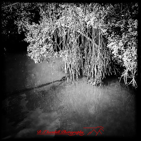 florida-march-2015-iphone-nature-006
