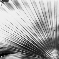 florida-march-2015-iphone-nature-011