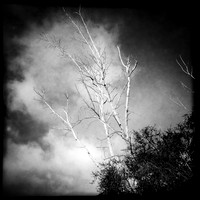 florida-march-2015-iphone-nature-003