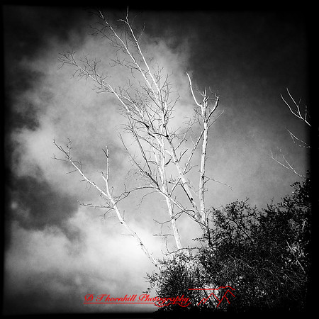 florida-march-2015-iphone-nature-003
