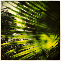 florida-march-2015-iphone-nature-009