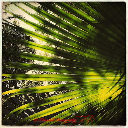 florida-march-2015-iphone-nature-009