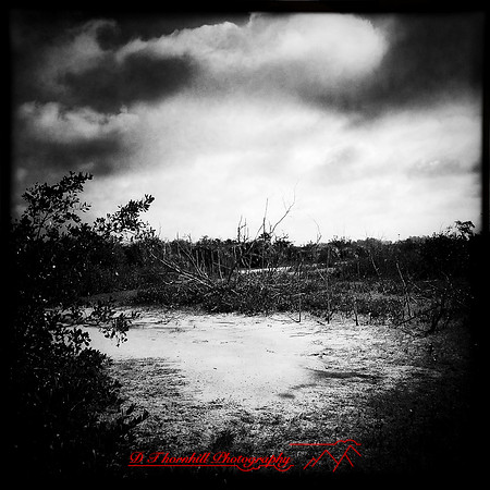 florida-march-2015-iphone-nature-002