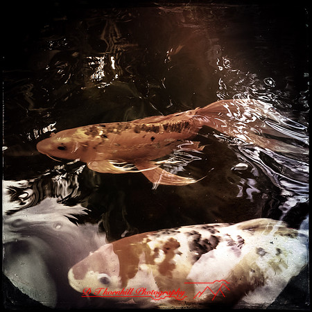 florida-2014-iphone-nature-020