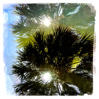 florida-2014-iphone-nature-003
