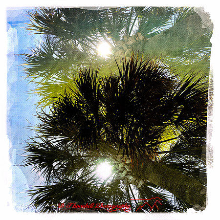 florida-2014-iphone-nature-003