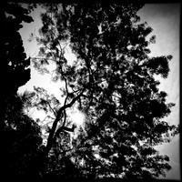 florida-march-2015-iphone-nature-010