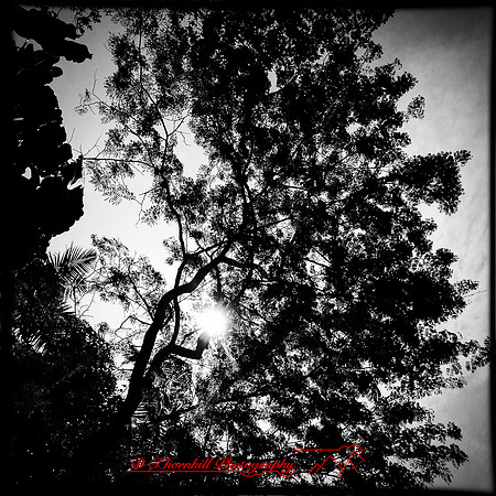 florida-march-2015-iphone-nature-010