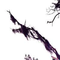 florida-march-2015-iphone-nature-017