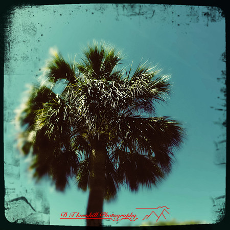 florida-2014-iphone-nature-001