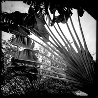 florida-march-2015-iphone-nature-001