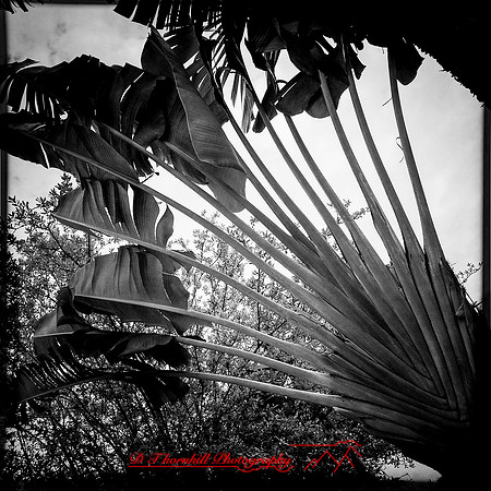 florida-march-2015-iphone-nature-001