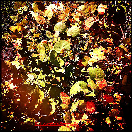 florida-2014-iphone-nature-042