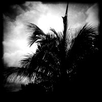 florida-march-2015-iphone-nature-005