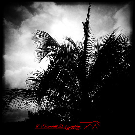 florida-march-2015-iphone-nature-005