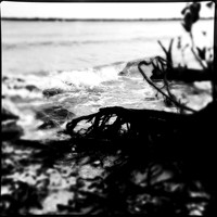 florida-march-2015-iphone-nature-015