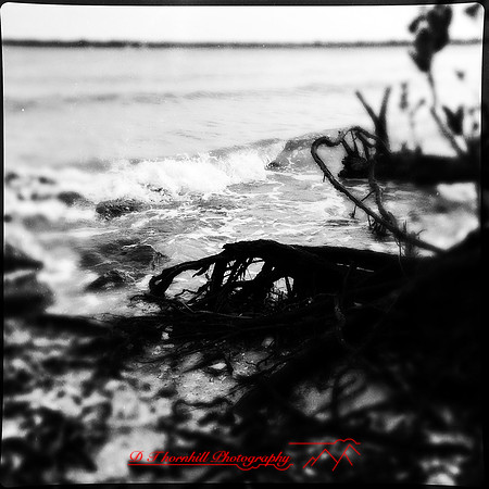 florida-march-2015-iphone-nature-015