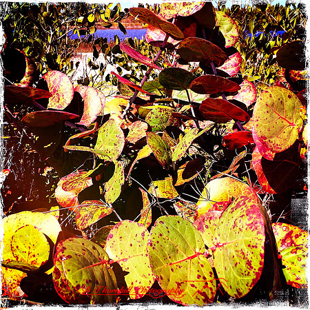 florida-2014-iphone-nature-044