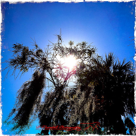 florida-2014-iphone-nature-052
