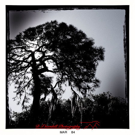 florida-2014-iphone-nature-047