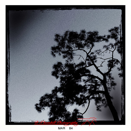 florida-2014-iphone-nature-005