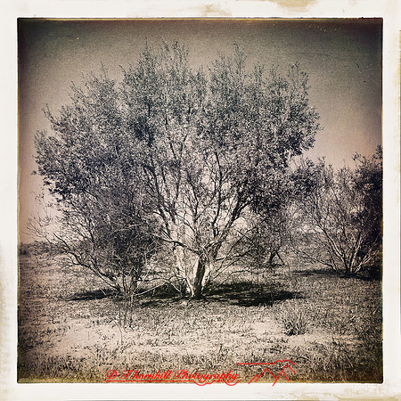 florida-2014-iphone-nature-029