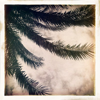 florida-2014-iphone-nature-017