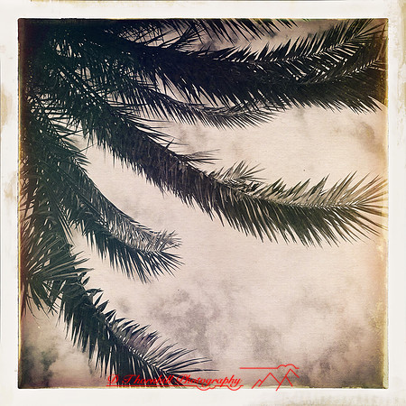 florida-2014-iphone-nature-017
