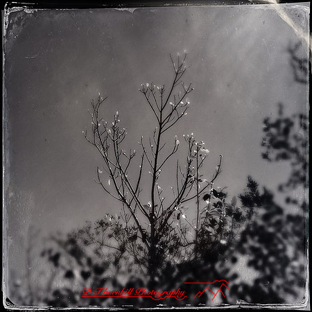 florida-2014-iphone-nature-035