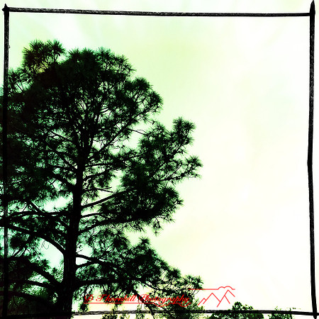florida-2014-iphone-nature-024
