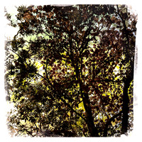 florida-2014-iphone-nature-013