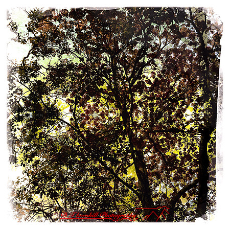 florida-2014-iphone-nature-013