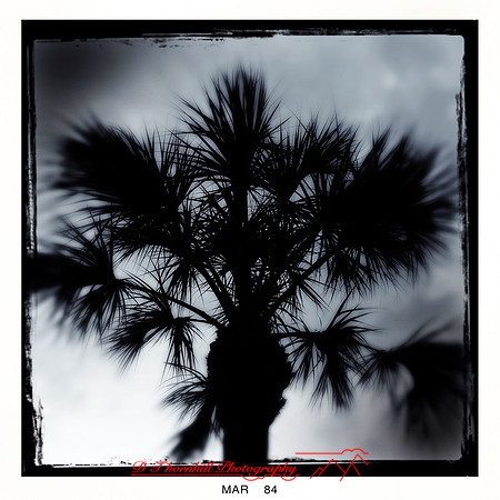 florida-2014-iphone-nature-009