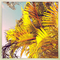 florida-2014-iphone-nature-007