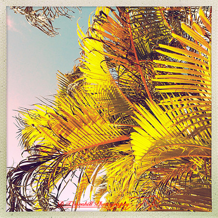 florida-2014-iphone-nature-007